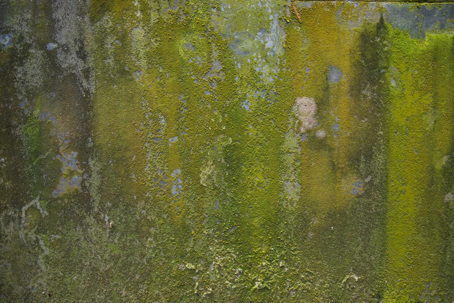 Fungi Green Moss Texture abstract background concrete wall. Rusty, Grungy, Gritty Vintage Background photo