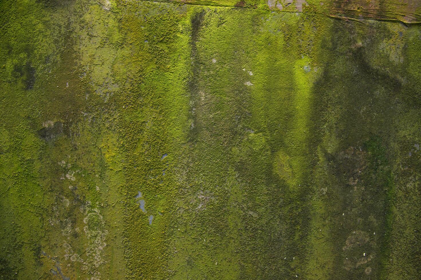Fungi Green Moss Texture abstract background concrete wall. Rusty, Grungy, Gritty Vintage Background photo