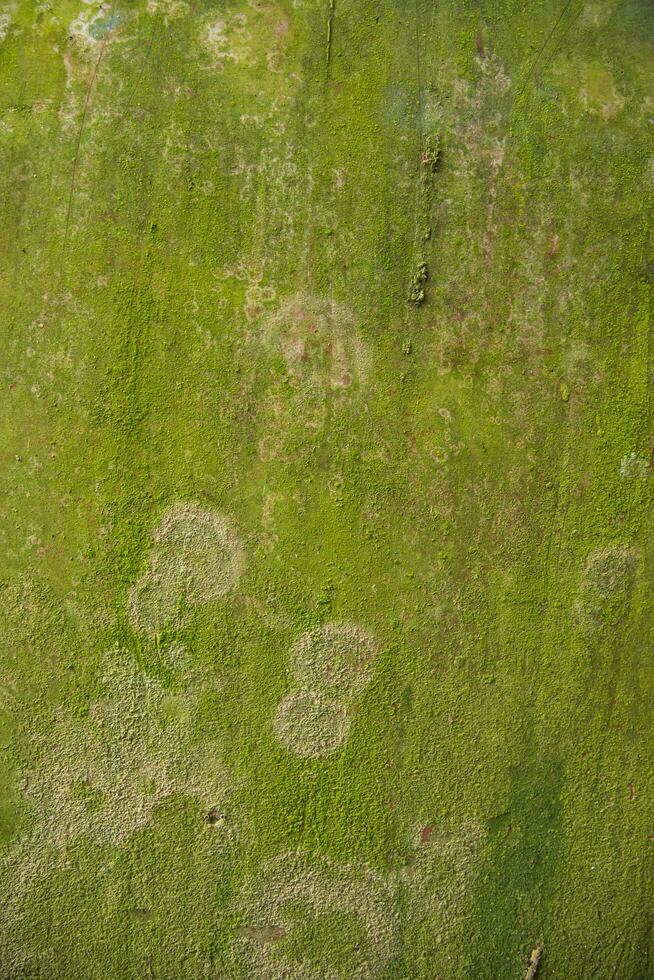 Fungi Green Moss Texture abstract background concrete wall. Rusty, Grungy, Gritty Vintage Background photo