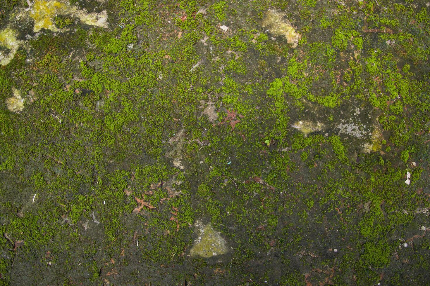 Fungi Green Moss Texture abstract background concrete wall. Rusty, Grungy, Gritty Vintage Background photo