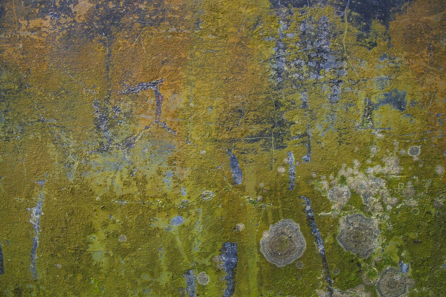 Fungi Green Moss Texture abstract background concrete wall. Rusty, Grungy, Gritty Vintage Background photo