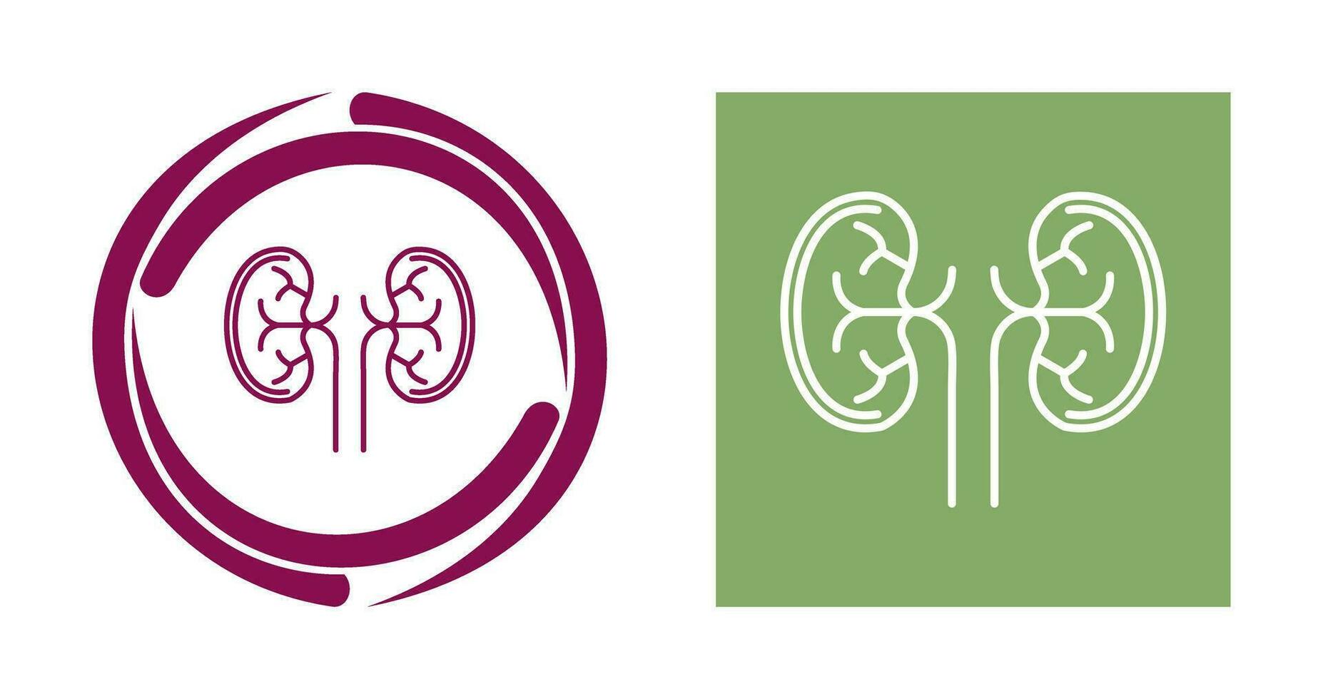 Kidney Vector Icon