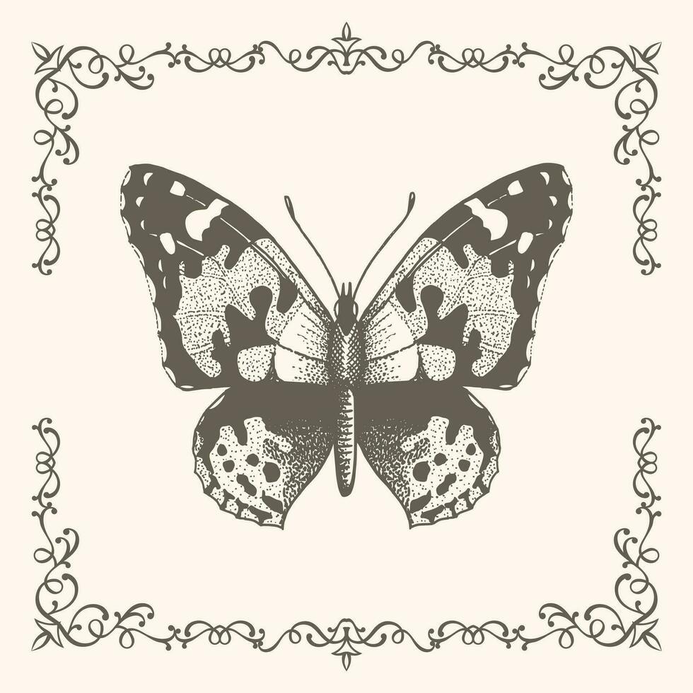 Butterfly with frame in vintage style vector