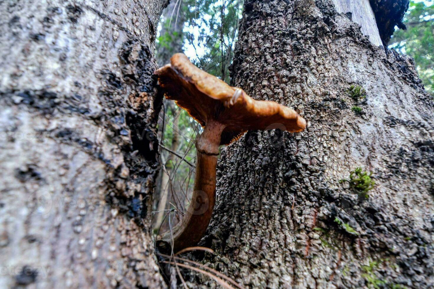 A mushroom in the forest photo