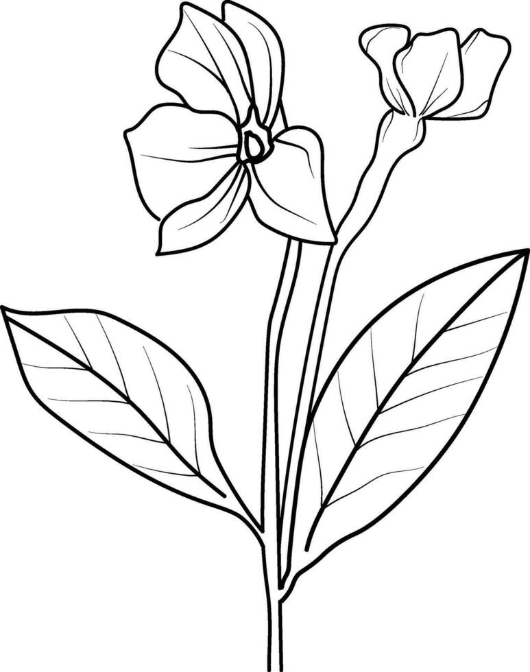 Periwinkle flower line drawing, Sada bahar simple periwinkle flower drawing, Madagascar periwinkle line art, pencil sketch sadabahar flower drawing, catharanthus roseus sadabahar flower drawing vector