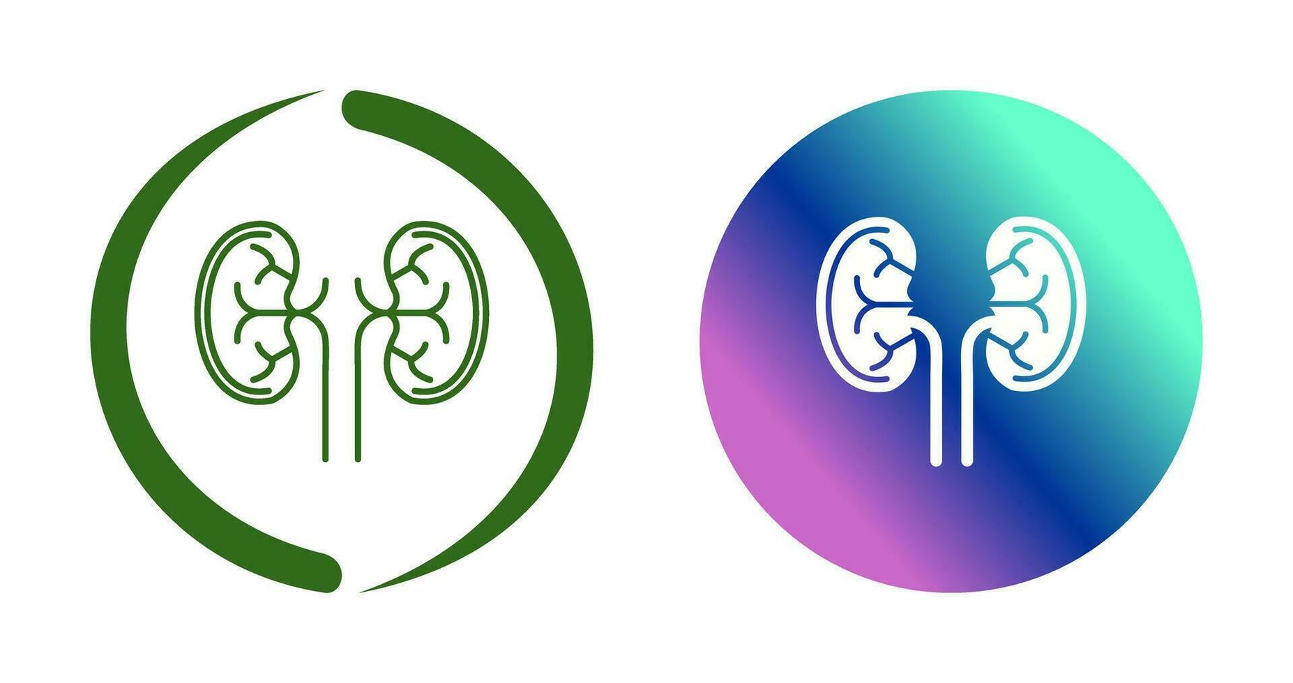 Kidney Vector Icon