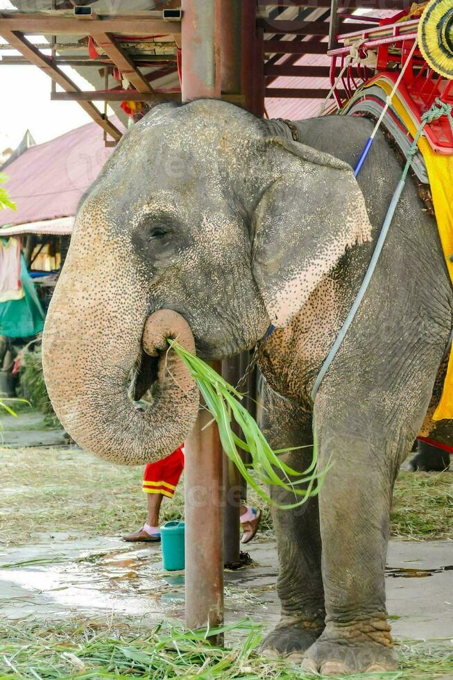 un elefante comiendo foto