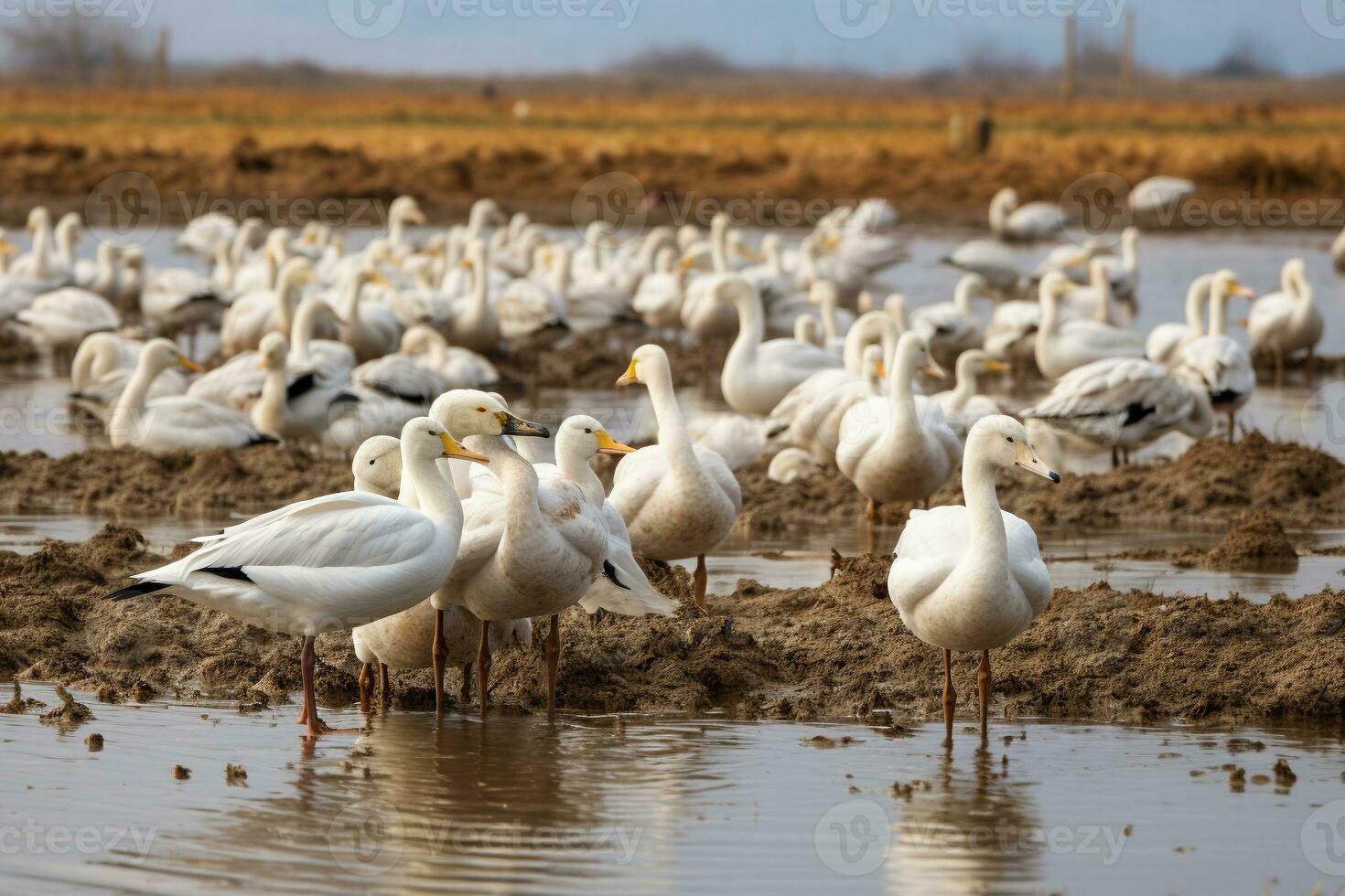 Flock of migratory birds resting in a protected wetland. Birds fly to warm countries. Animal migration. Ai generative photo