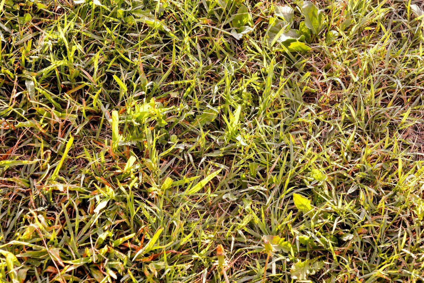 Grass close up photo