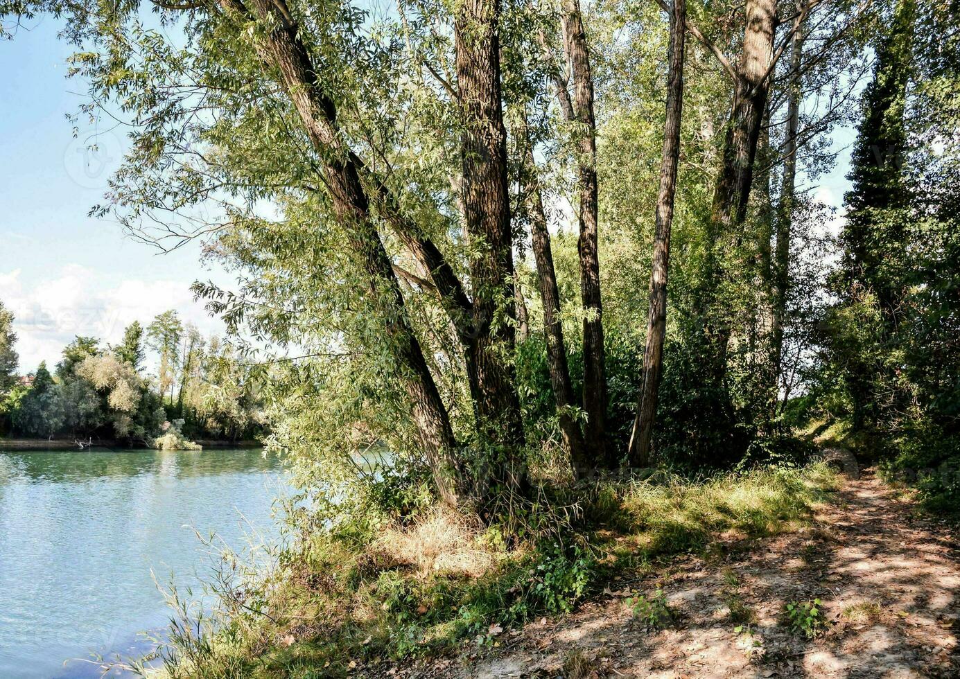 arboles a lo largo el río foto
