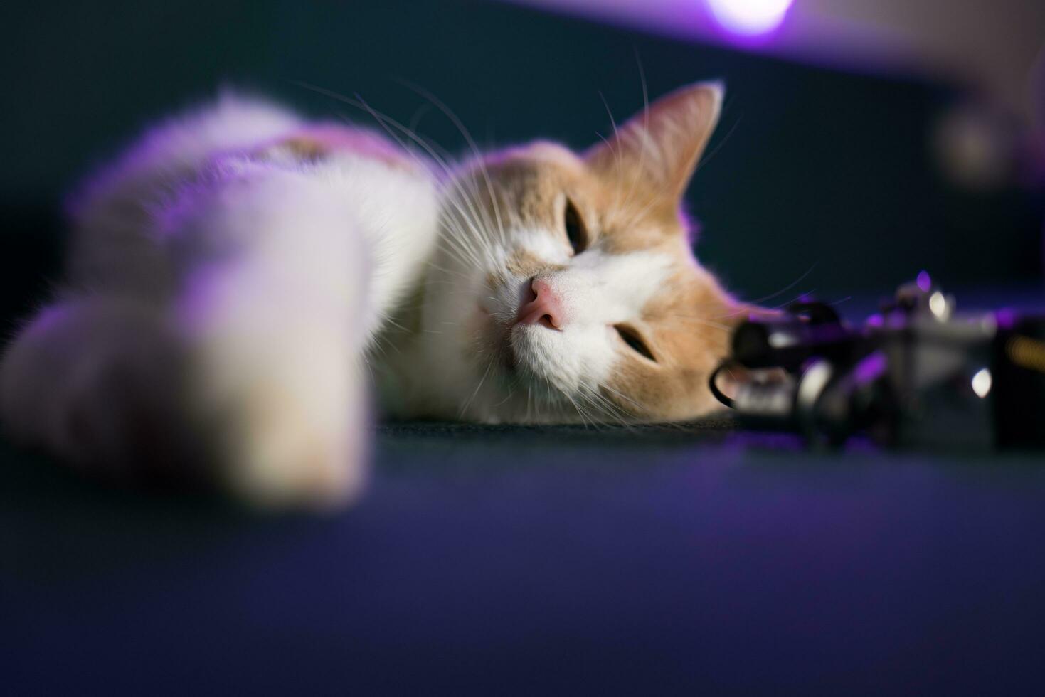 de cerca linda blanco y rojo gatito en un azul sofá foto