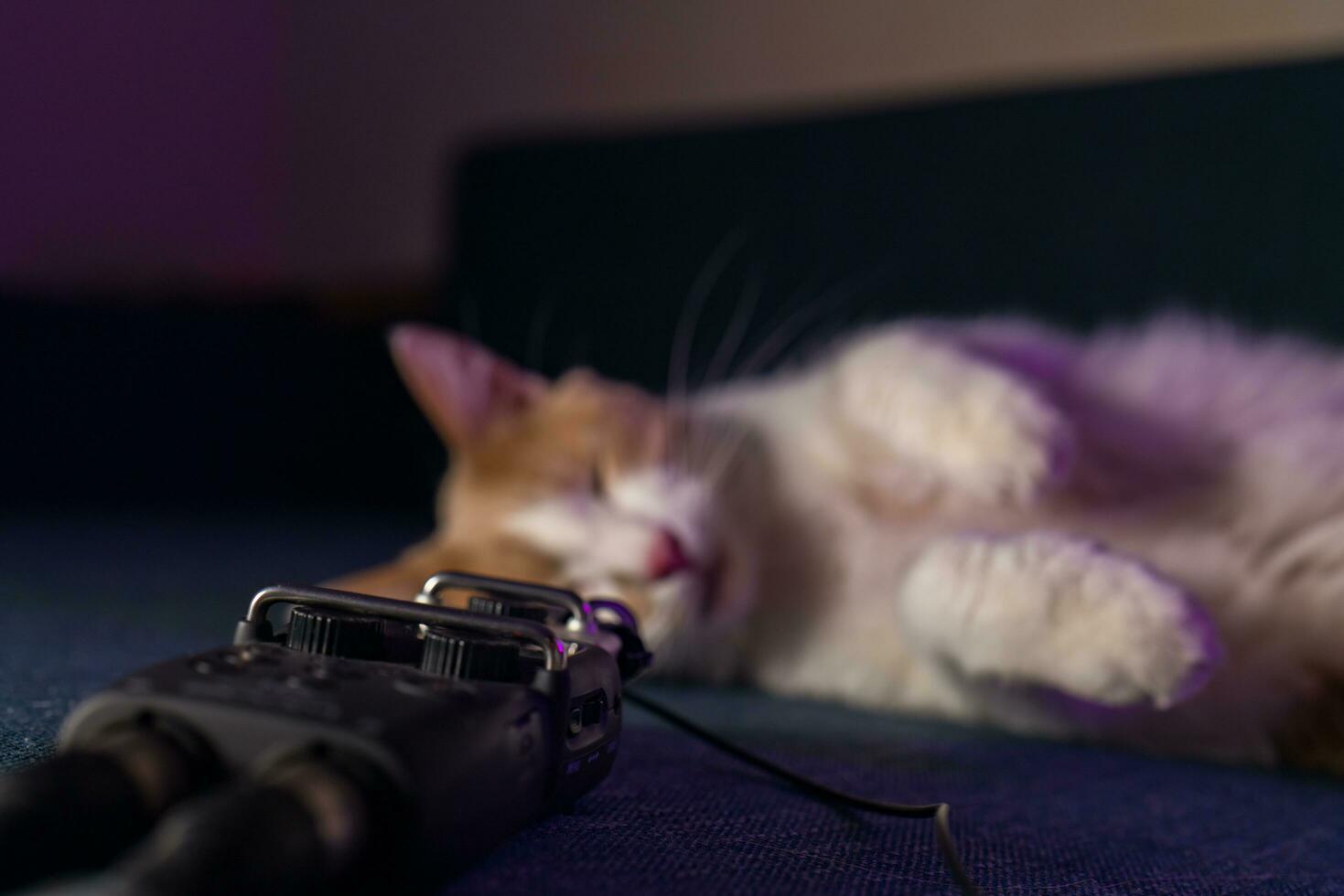 Cute white-red kitten lies on the sofa near the microphone with wires photo