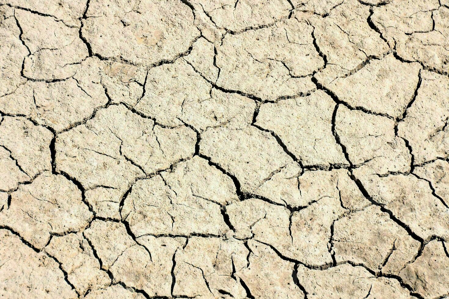 Cracked soil texture photo