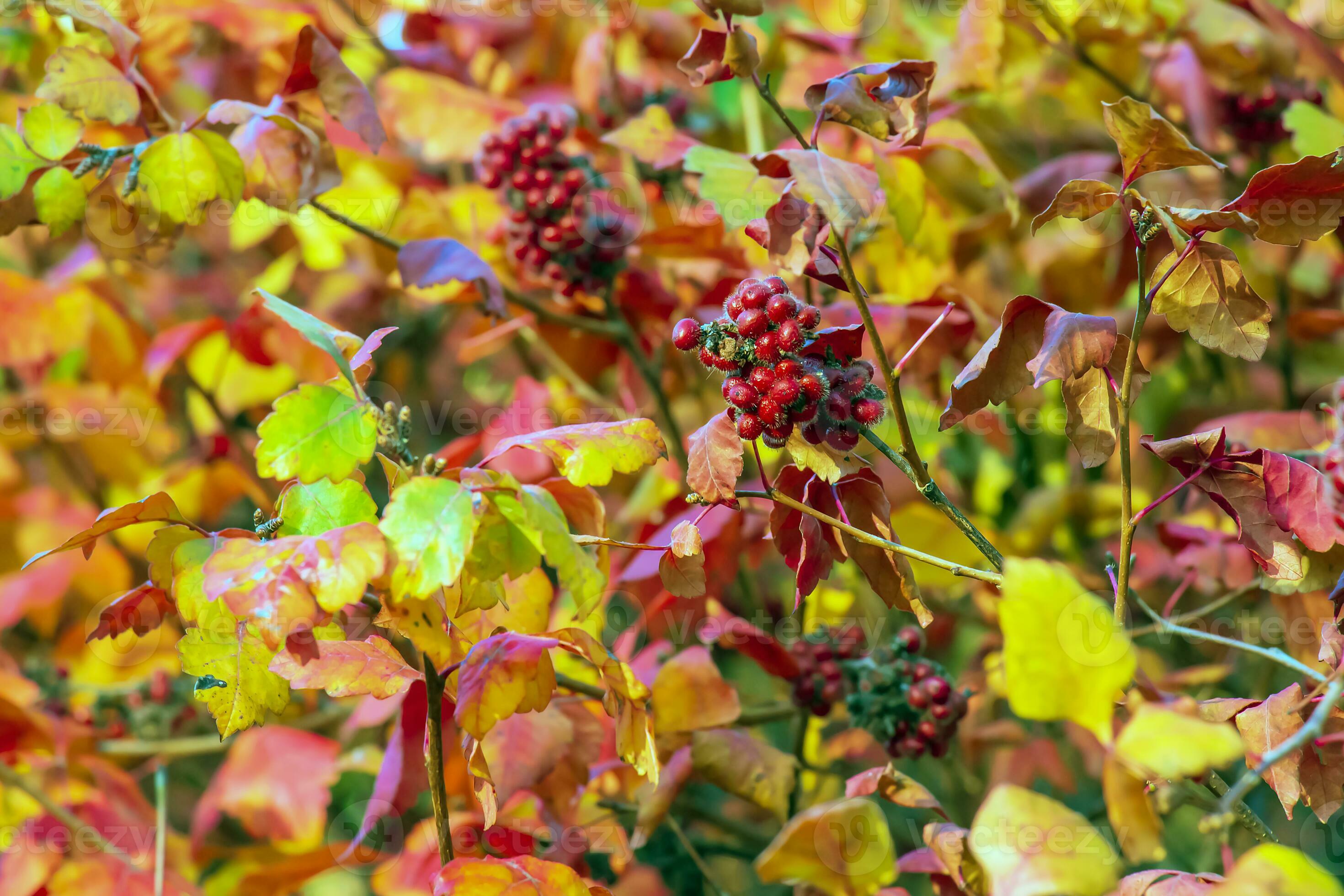 The fruit of the Fragrant Sumac, alson known as the Rhus trilobata. The
