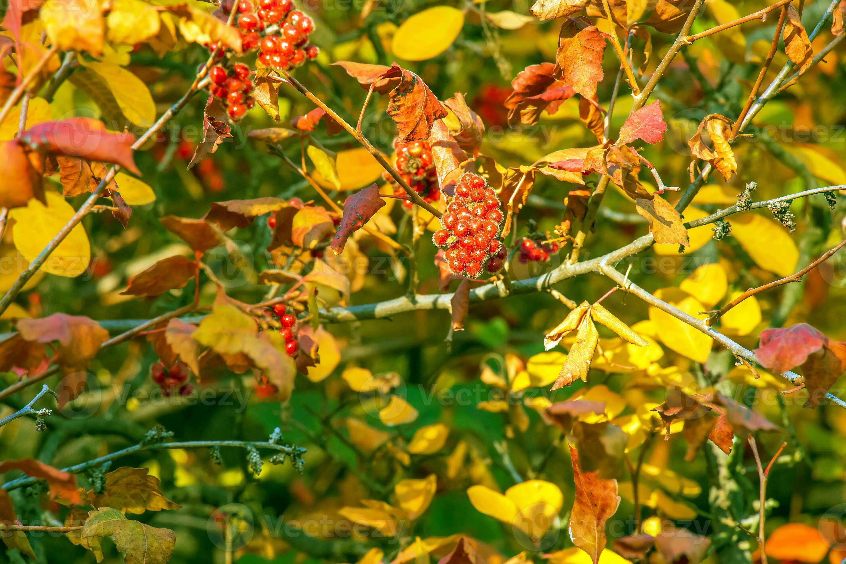 The fruit of the Fragrant Sumac, alson known as the Rhus trilobata. The