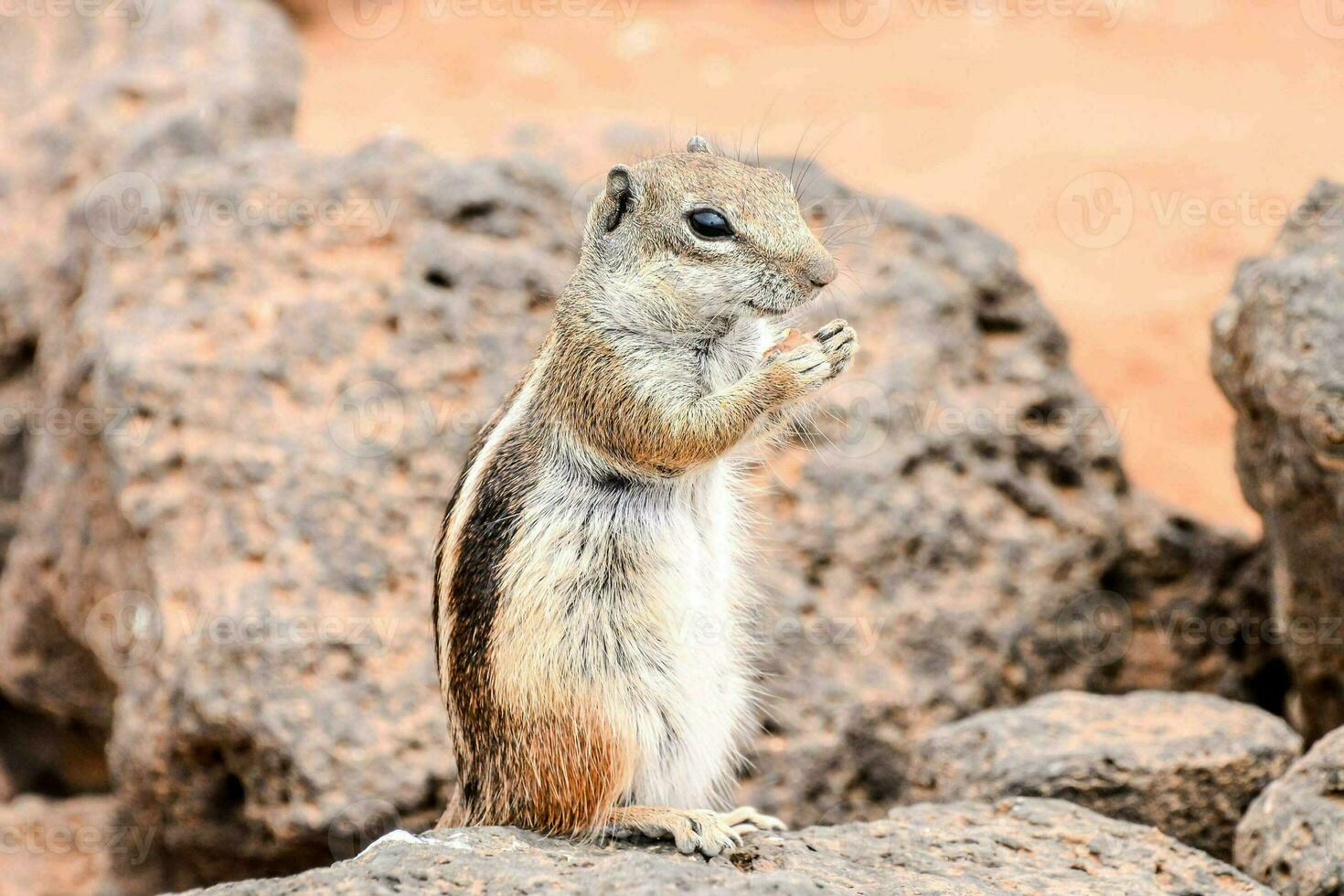 Chipmunk on the rocks photo