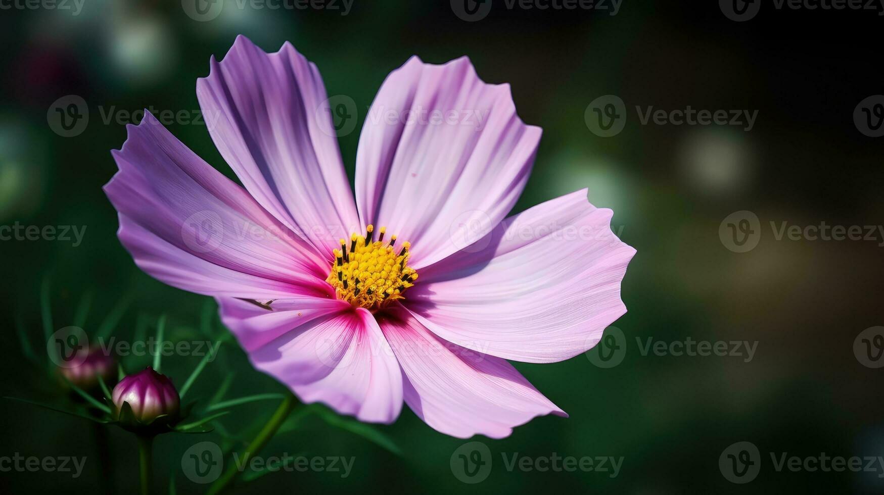 Cosmos flower blooming on blurred green background field. Beautiful pink flower in focus. AI Generated photo