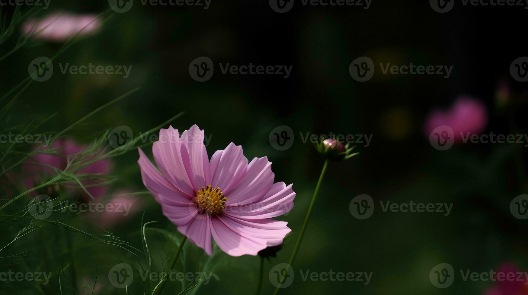 Cosmos flower blooming on blurred green background field. Beautiful pink flower in focus. AI Generated photo