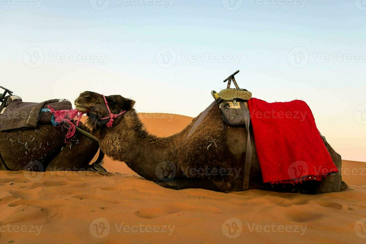 Camels in the desert photo
