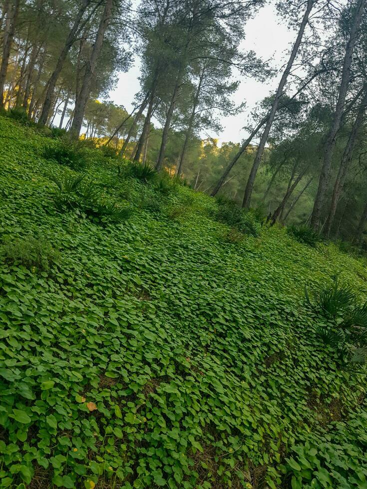 escénico belleza de plantas en su maravilloso natural alrededores foto