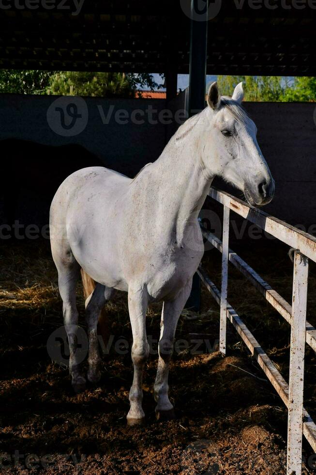 caballo en el estable foto