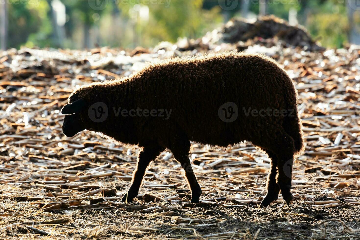 Sheep. Mammal and mammals. Land world and fauna. Wildlife and zoology. photo