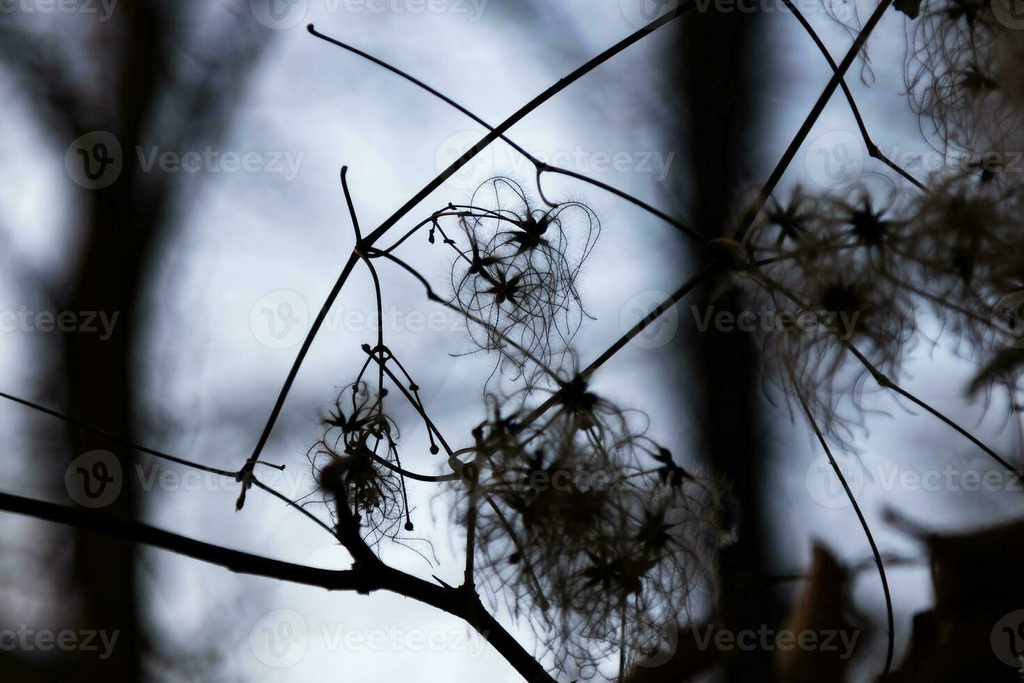 aislado árbol rama silueta textura y modelo. planta, hierba y vegetal. naturaleza fotografía. foto