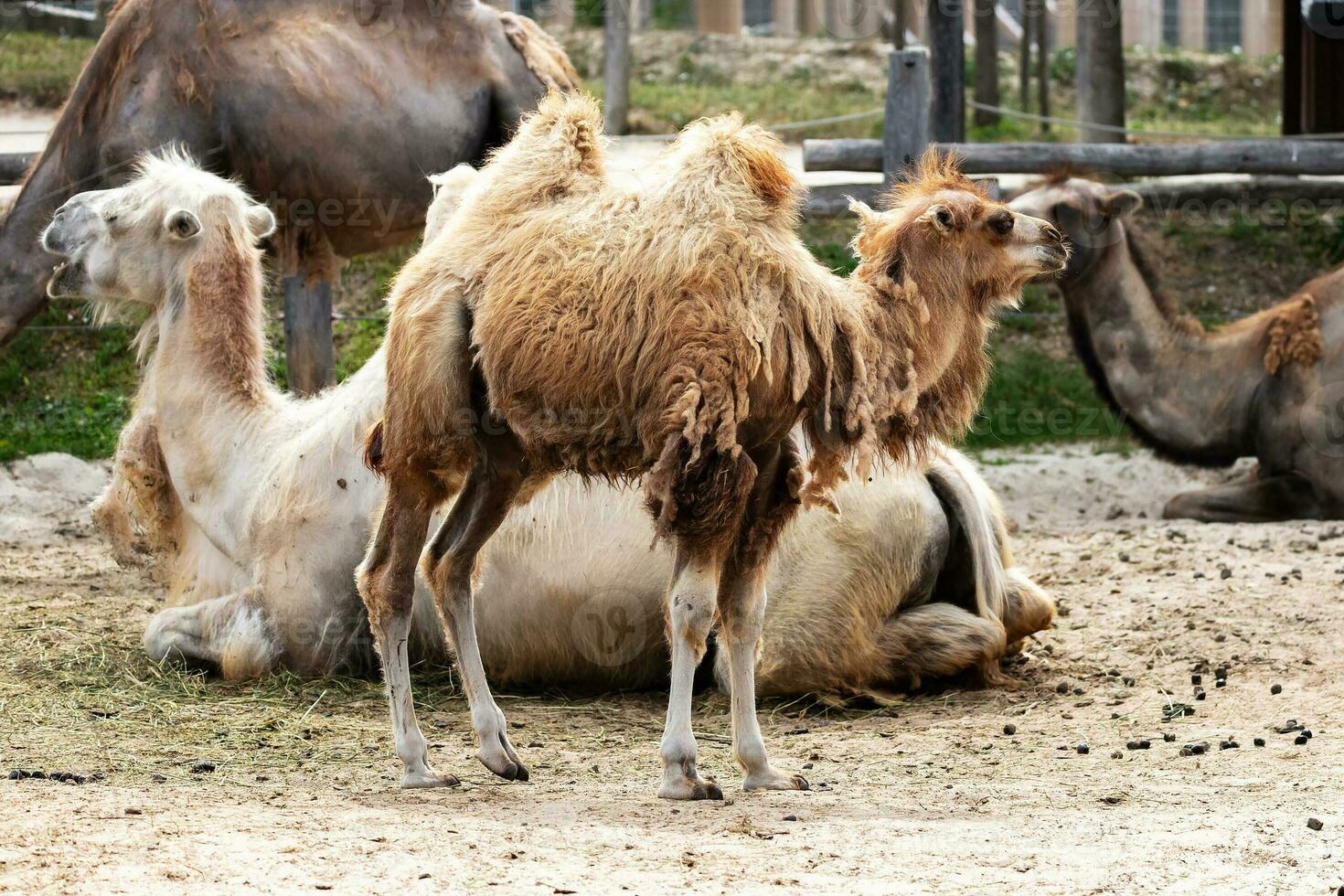 Bactrian Camel. Mammal and mammals. Land world and fauna. Wildlife and zoology. photo