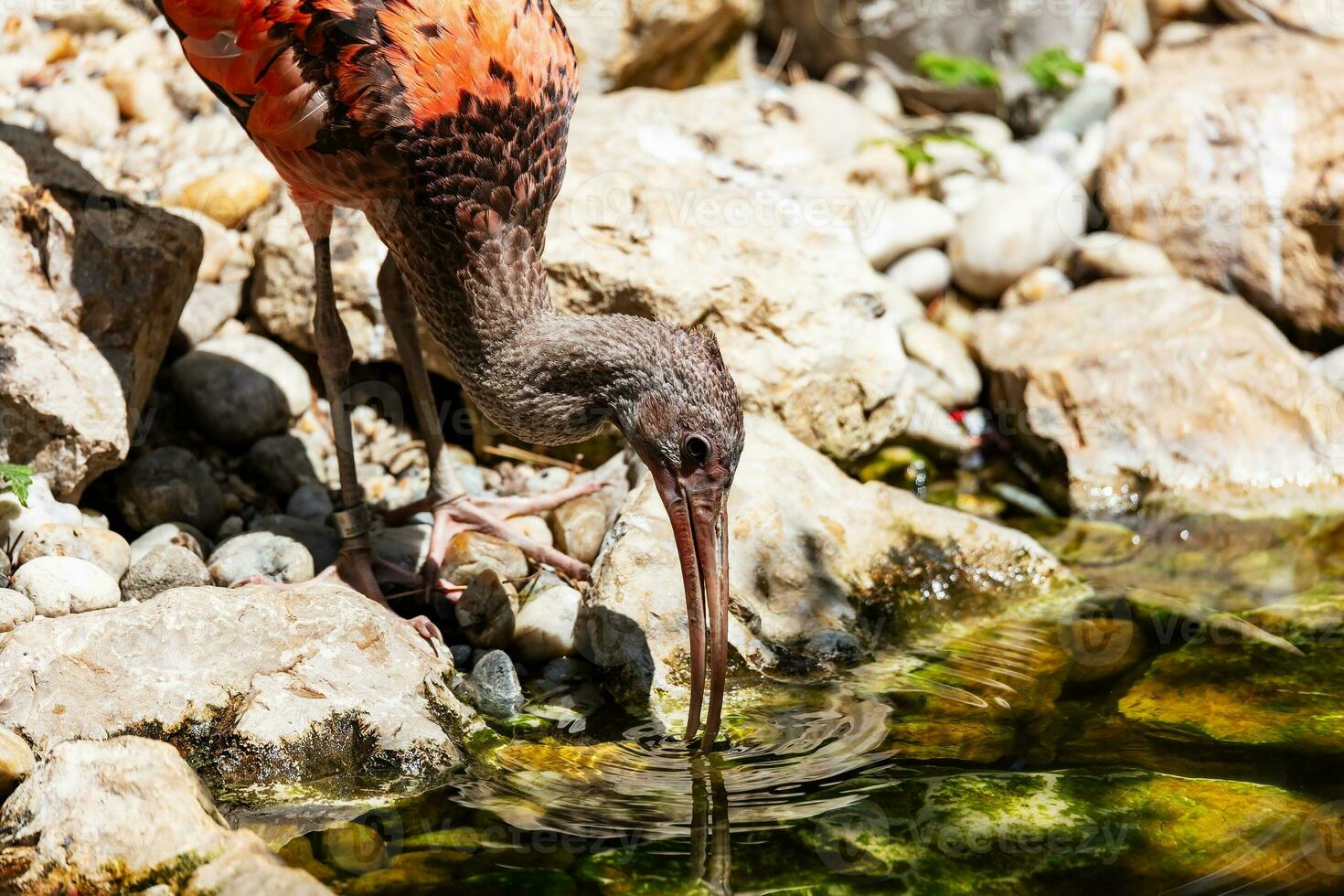 Scarlet ibis. Bird and birds. Water world and fauna. Wildlife and zoology. photo