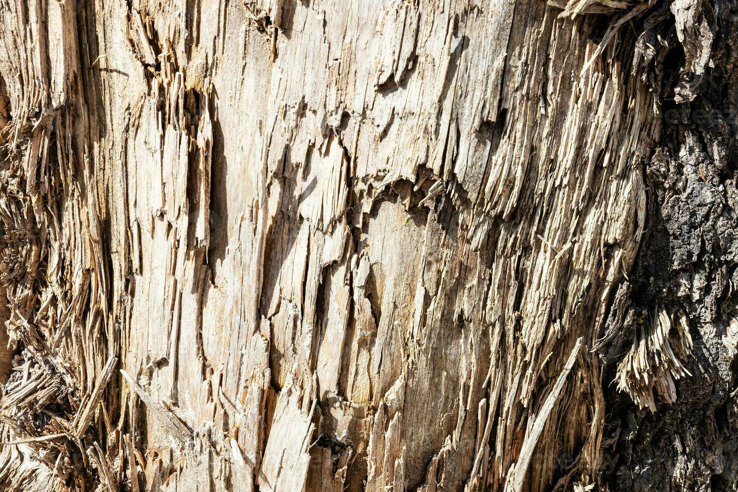 Wood abstract texture. Surface grunge backdrop. Dirty wooden effect pattern. Material background. photo