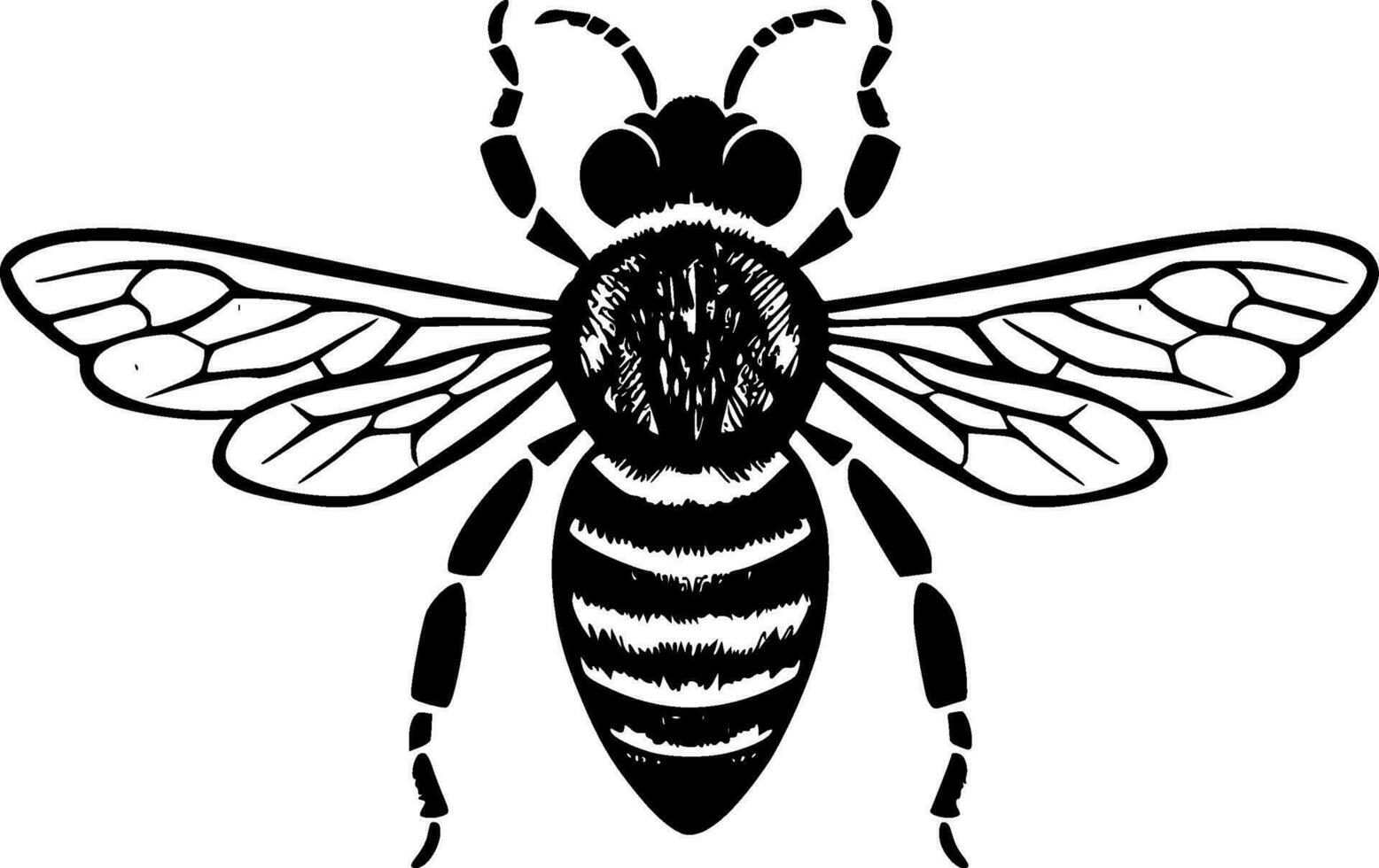 Bee, Black and White Vector illustration