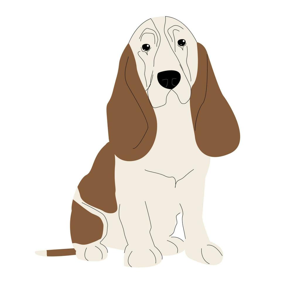 Basset Hound isolated on white background.Vector illustration of a purebred dog. vector