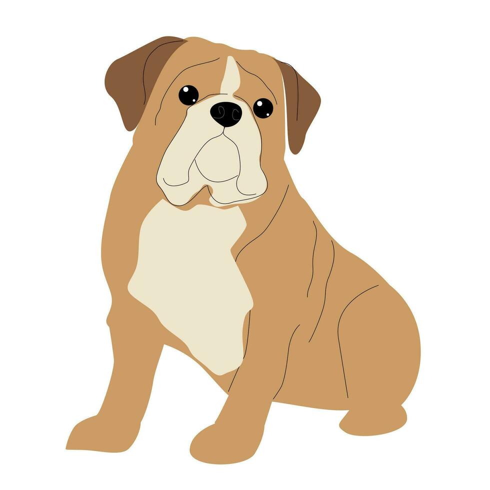 Vector English bulldog isolated on white background. Hand drawn dog. Dog breed.