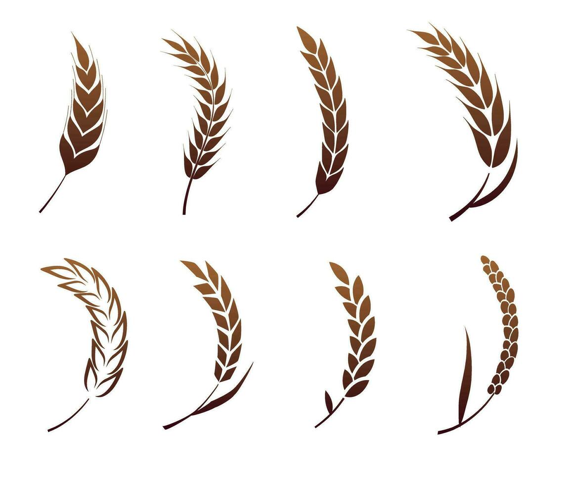 A set of silhouettes of curved ears of corn vector