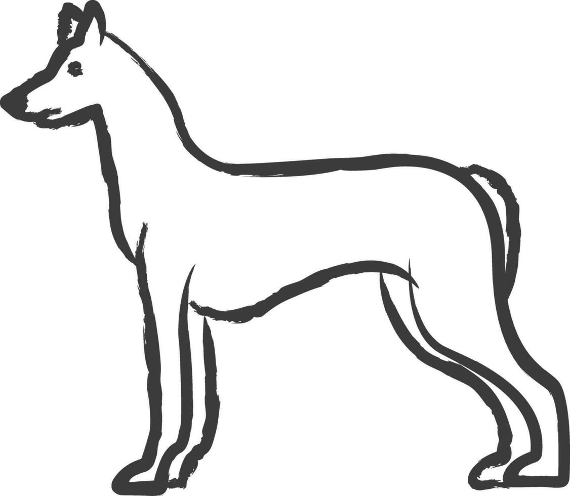 Pharaoh Hound dog hand drawn vector illustration