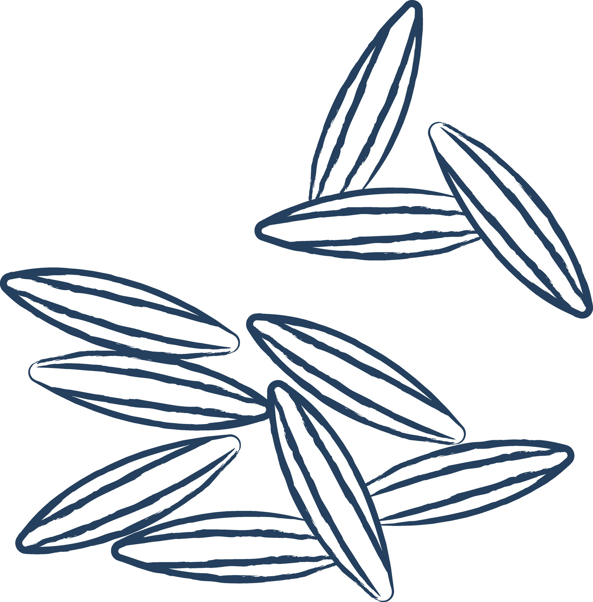 Cumin hand drawn vector illustration 34033395 Vector Art at Vecteezy