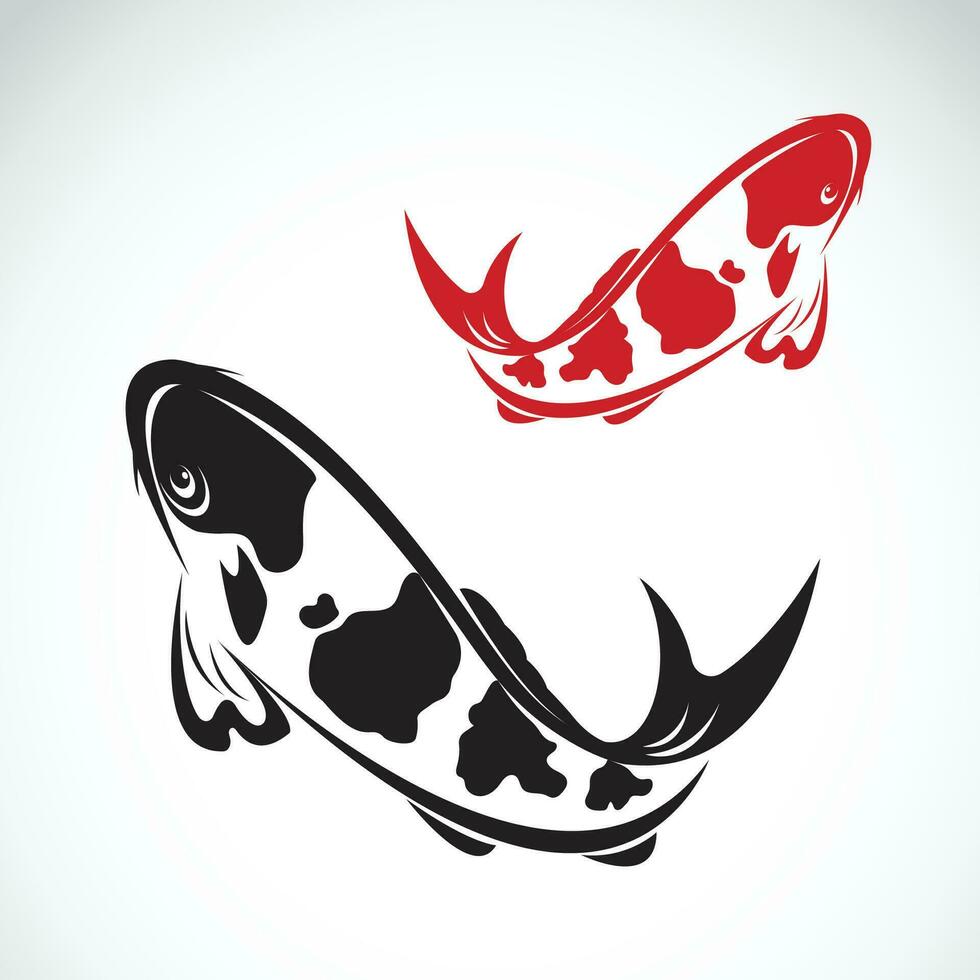 Vector of carp koi fish on white background