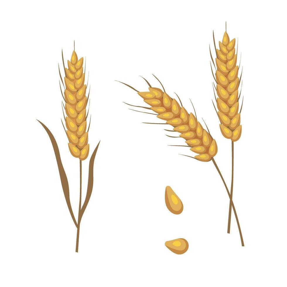 trigo vector. manojo de trigo orejas acortar Arte. seco todo granos ilustración. cereal cosecha, agricultura, orgánico agricultura, sano alimento. plano vector en dibujos animados estilo aislado en blanco antecedentes.