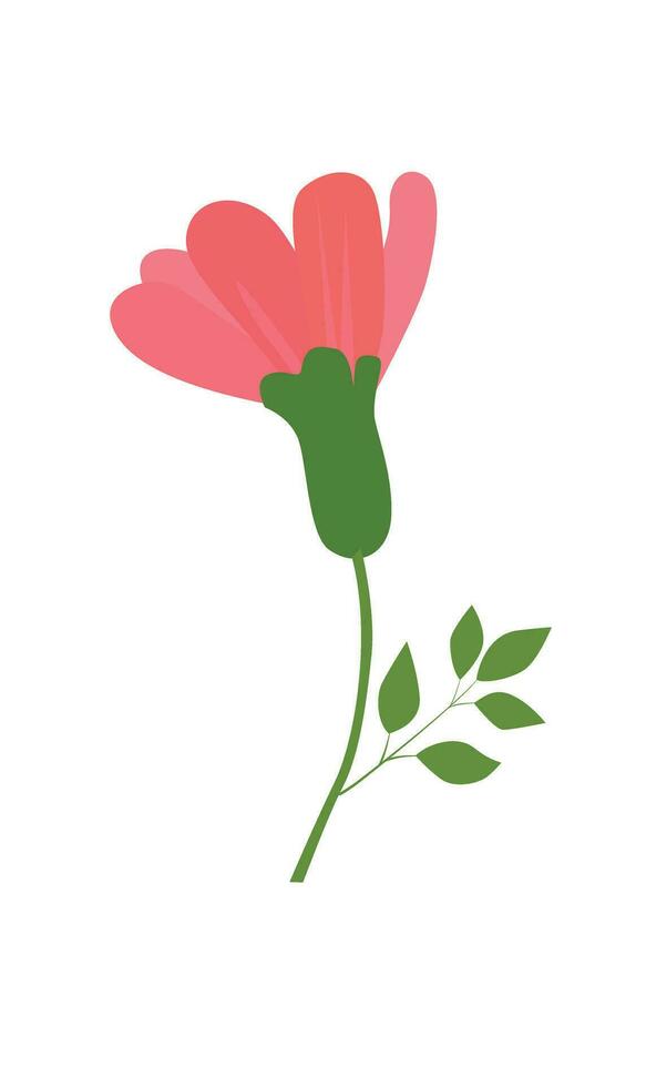 Floral vector. Spring flower. Flat flower. Flower bloom. Flat vector in cartoon style isolated on white background,