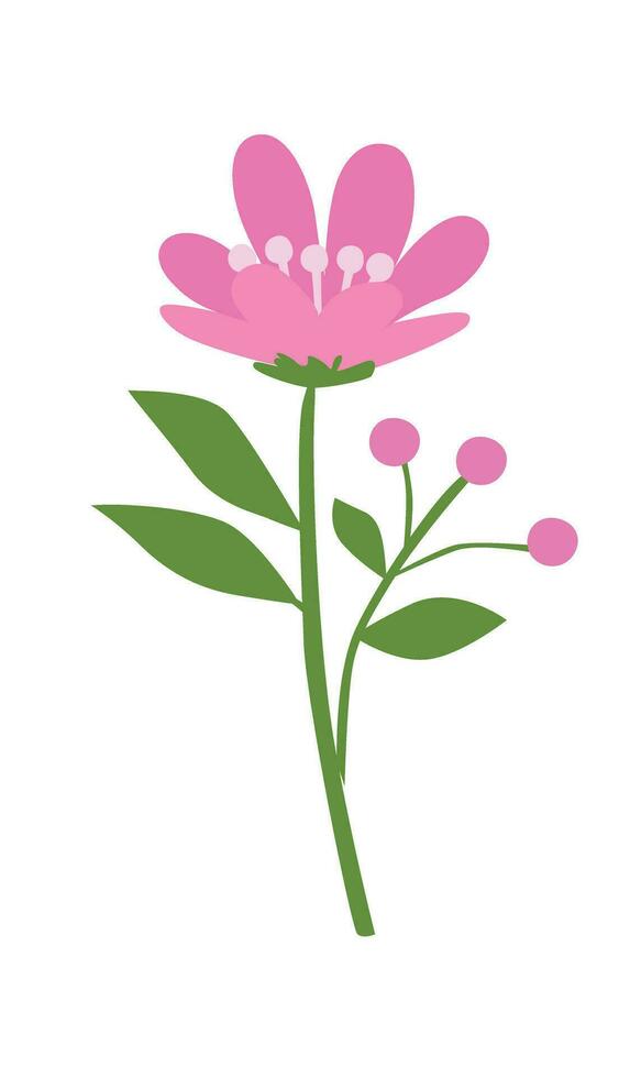 Floral vector. Spring flower. Flat flower. Flower bloom. Flat vector in cartoon style isolated on white background,