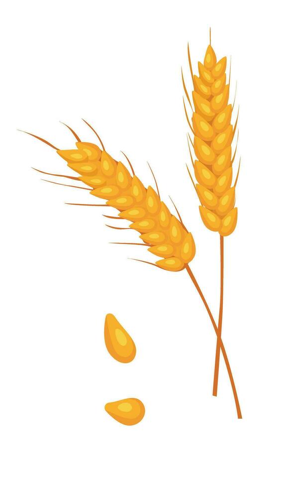 Wheat vector. Bunch of wheat ears clip art. Dried whole grains illustration. Cereal harvest, agriculture, organic farming, healthy food. Flat vector in cartoon style isolated in white background.