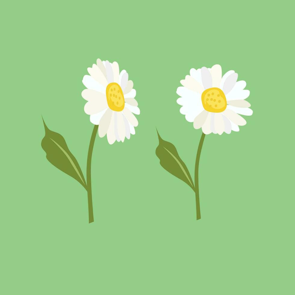 Daisy flower or cosmos flower vector. Spring flower. Flat vector in cartoon style isolated on white background.