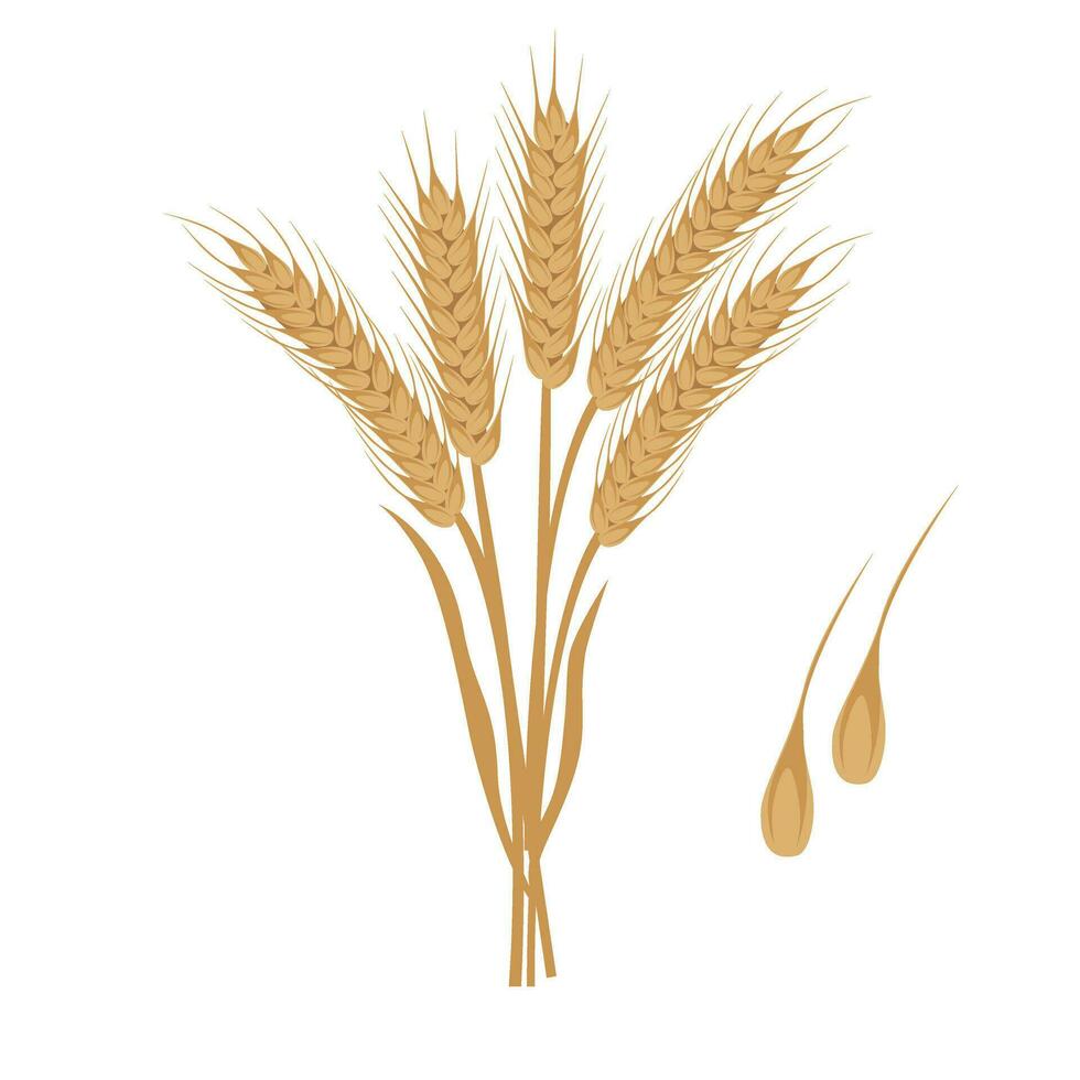 Wheat vector. Bunch of wheat ears clip art. Dried whole grains illustration. Cereal harvest, agriculture, organic farming, healthy food. Flat vector in cartoon style isolated in white background.