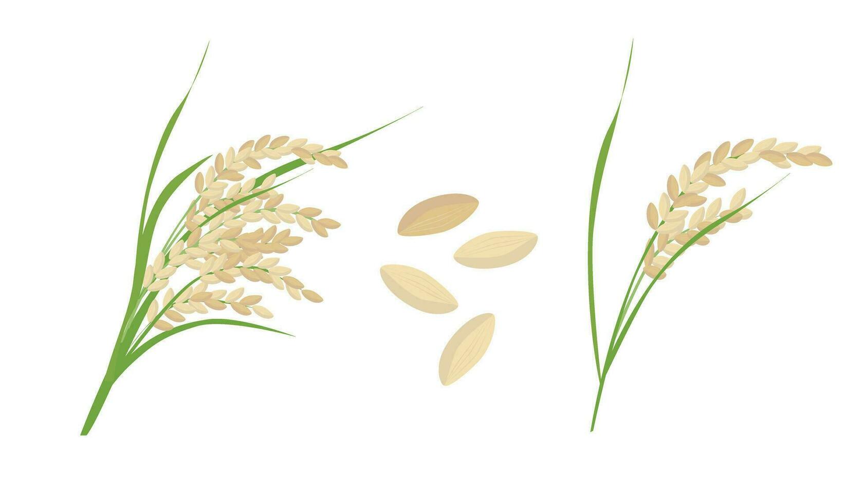 Rice vector. Cereal plant clip art. Grain. Asian food. Vietnamese traditional plant. Flat vector in cartoon style isolated on white background.