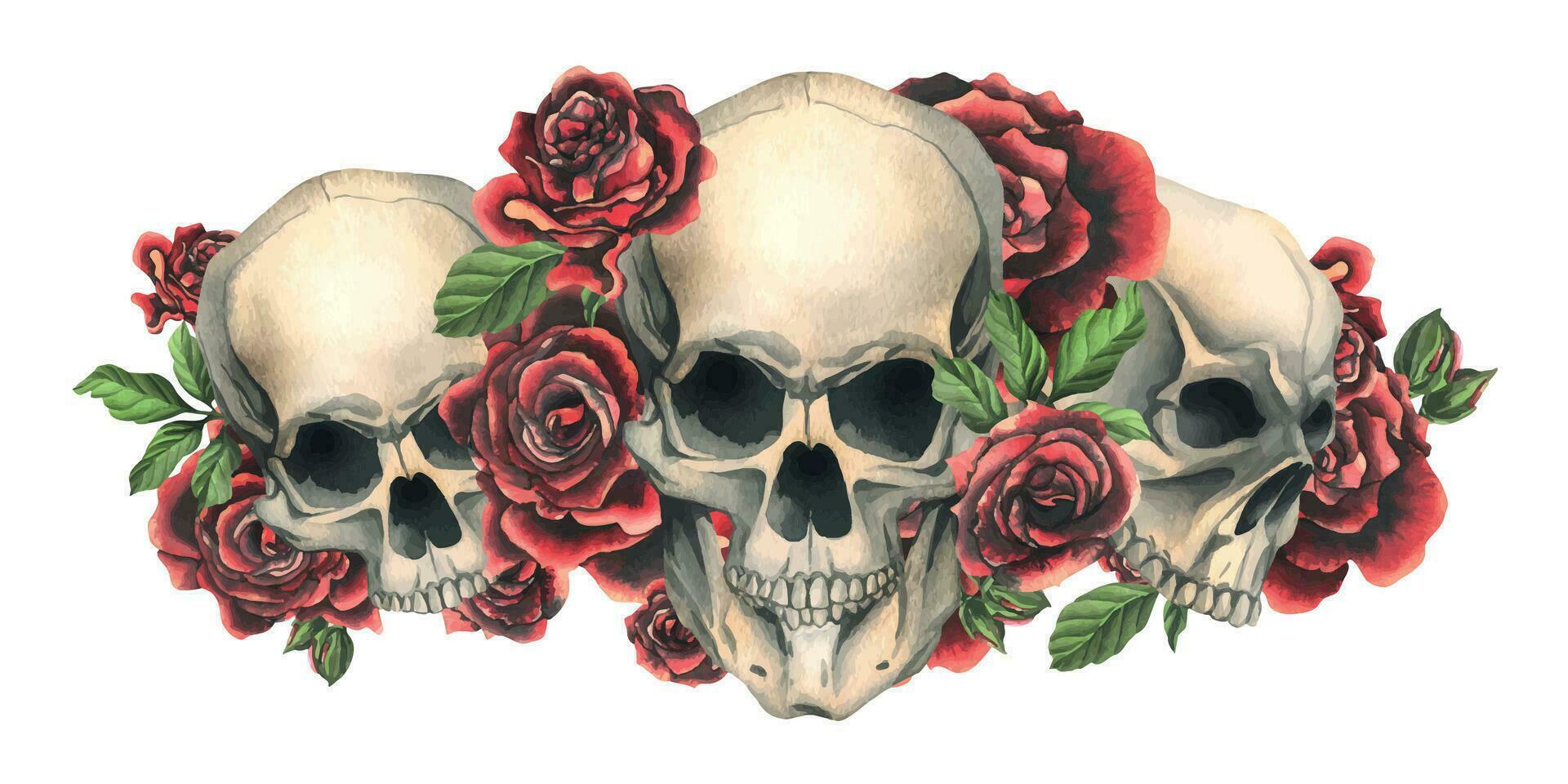 Human skulls with red roses and leaves. Hand drawn watercolor illustration. Isolated composition on a white background vector