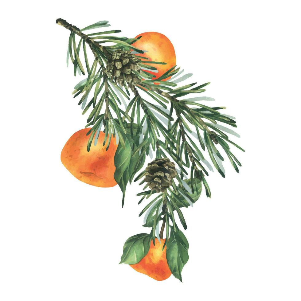 Fir branch with cones and hanging tangerines. Hand drawn watercolor illustration Isolated composition on a white background for Christmas and New Year decoration vector