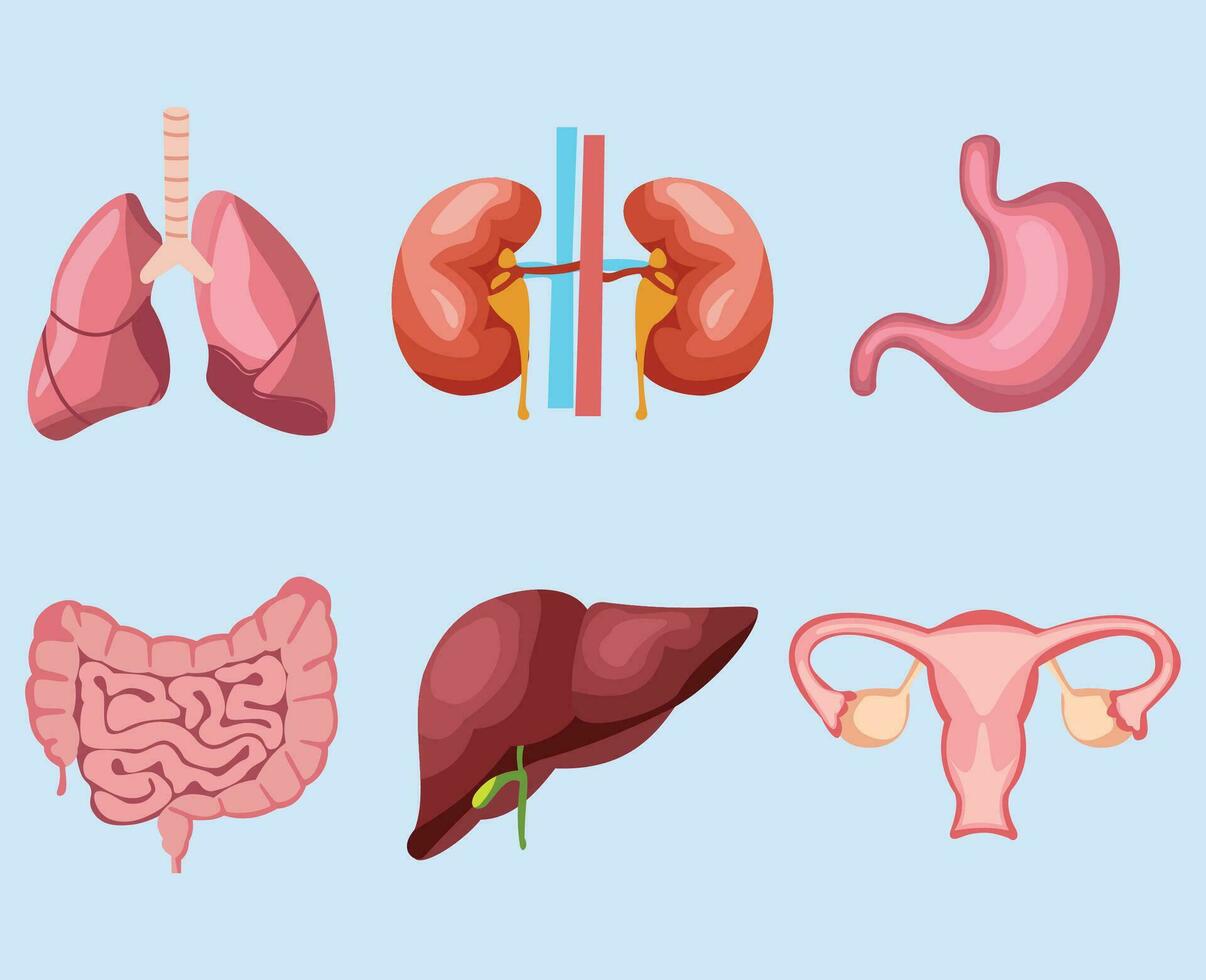 Human internal organ circle icon. Lung, heart, stomach, kidneys, liver, uterus and large intestine vector