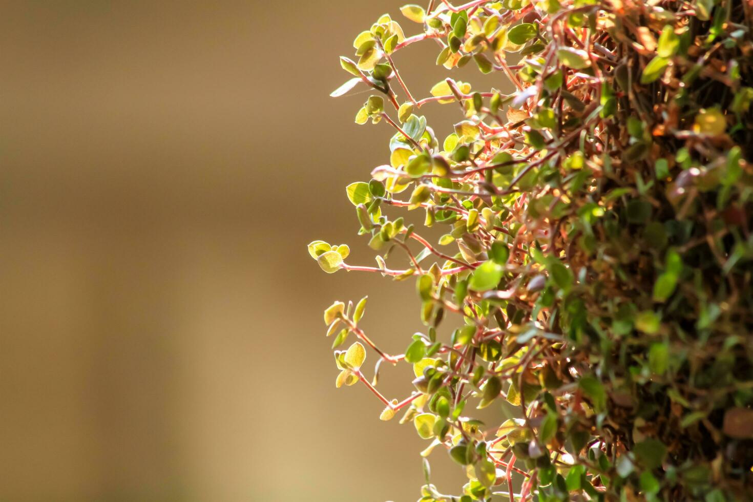 Beautiful creeping indoor inch plant for house photo