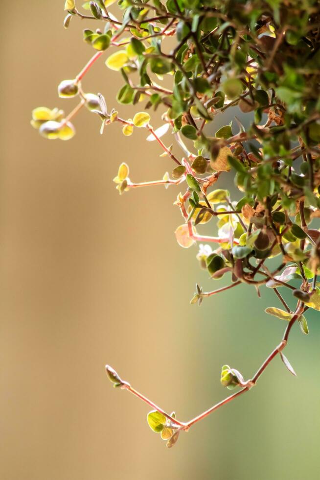 Creeping turtle vine indoor inch plant photo