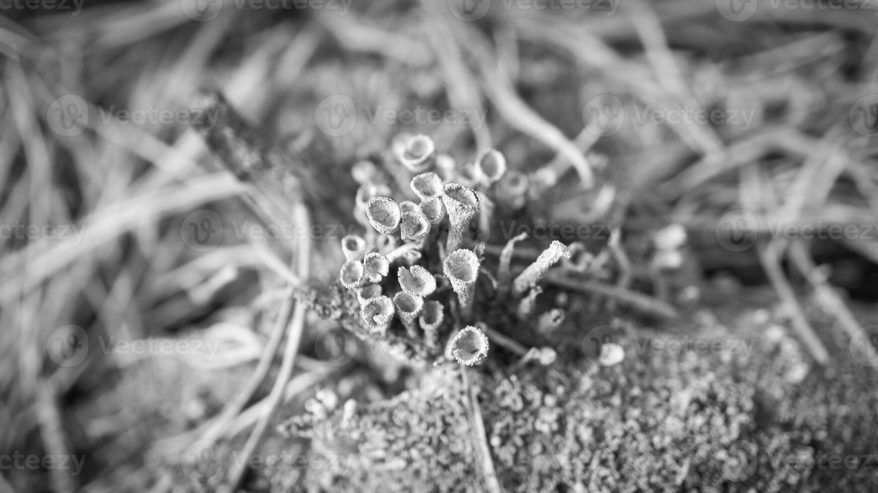 Cup lichenam forest floor. Pine needles and moss. Macro shot from botany. Nature photo